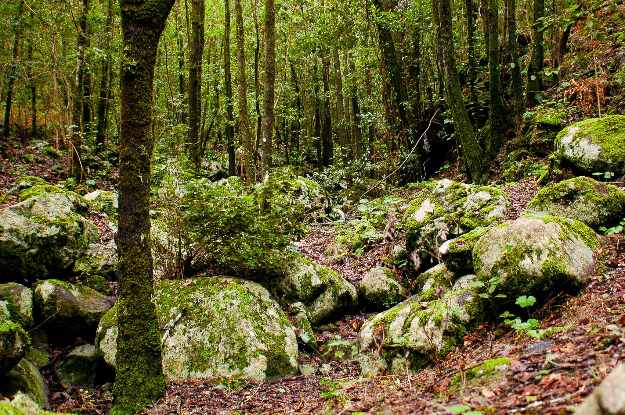 Interior monte del agua